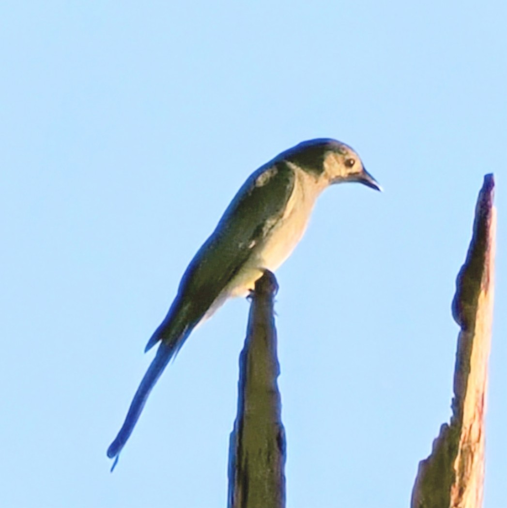 灰卷尾 - ML645743244