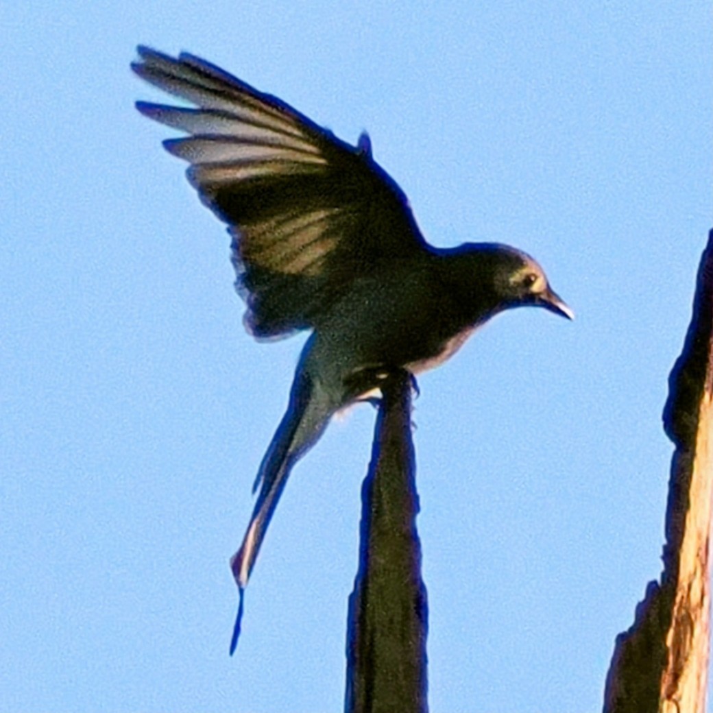 灰卷尾 - ML645743256