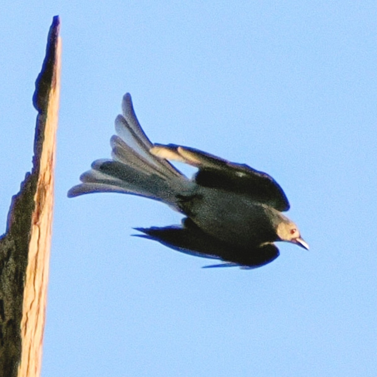 灰卷尾 - ML645743257