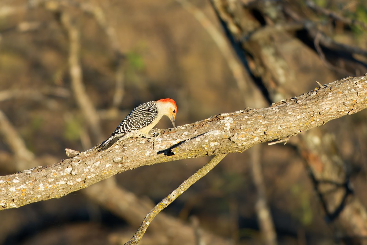 シマセゲラ - ML645743269