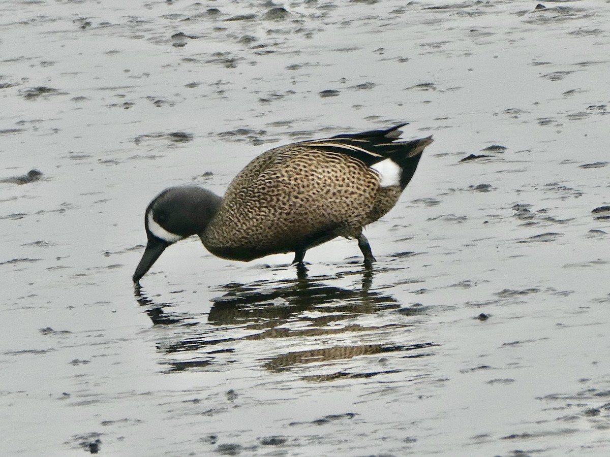 Blue-winged Teal - ML645743283