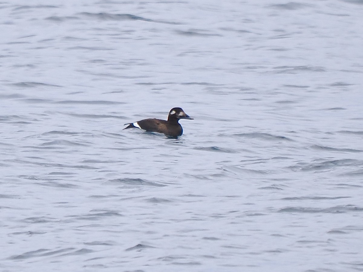 Ak Kanatlı Kadife Ördek - ML645743284