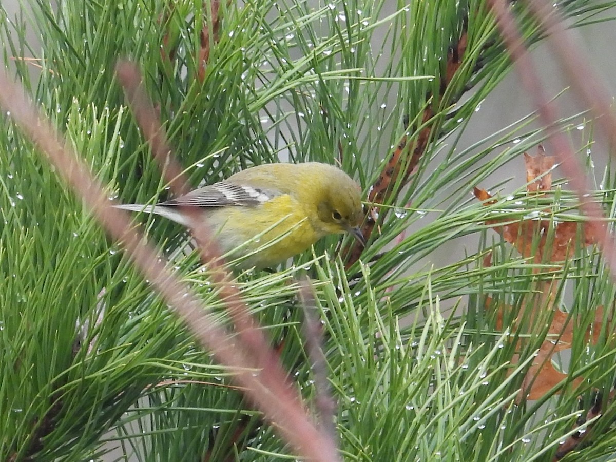 Pine Warbler - ML645743288