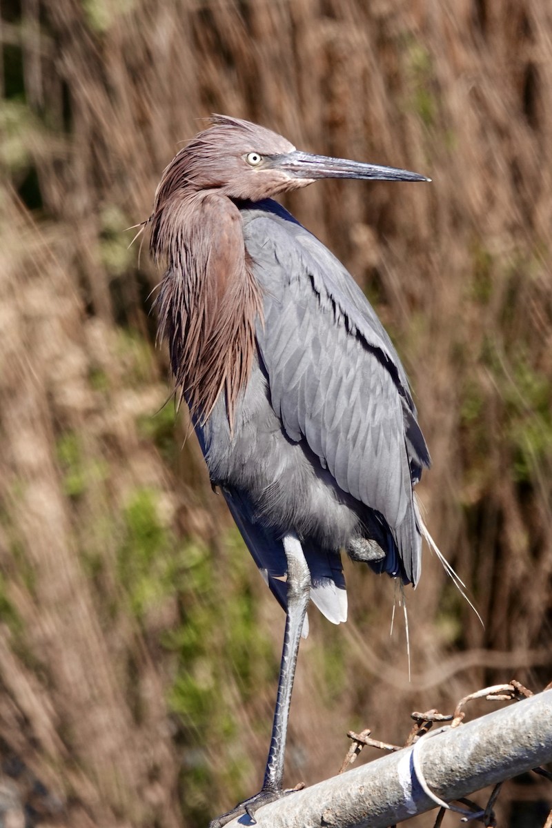 Reddish Egret - ML645743289