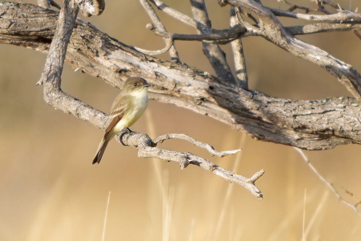 ツキヒメハエトリ - ML645743290