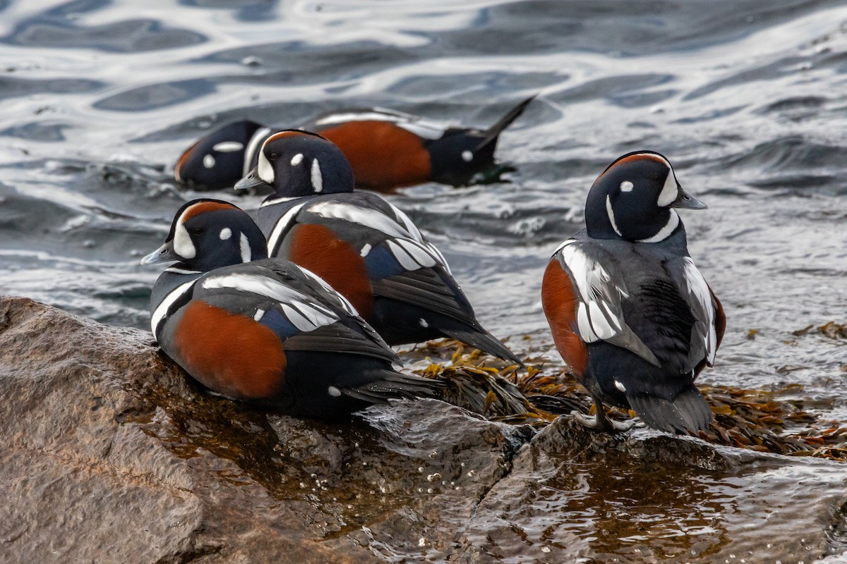 Harlequin Duck - ML645743301