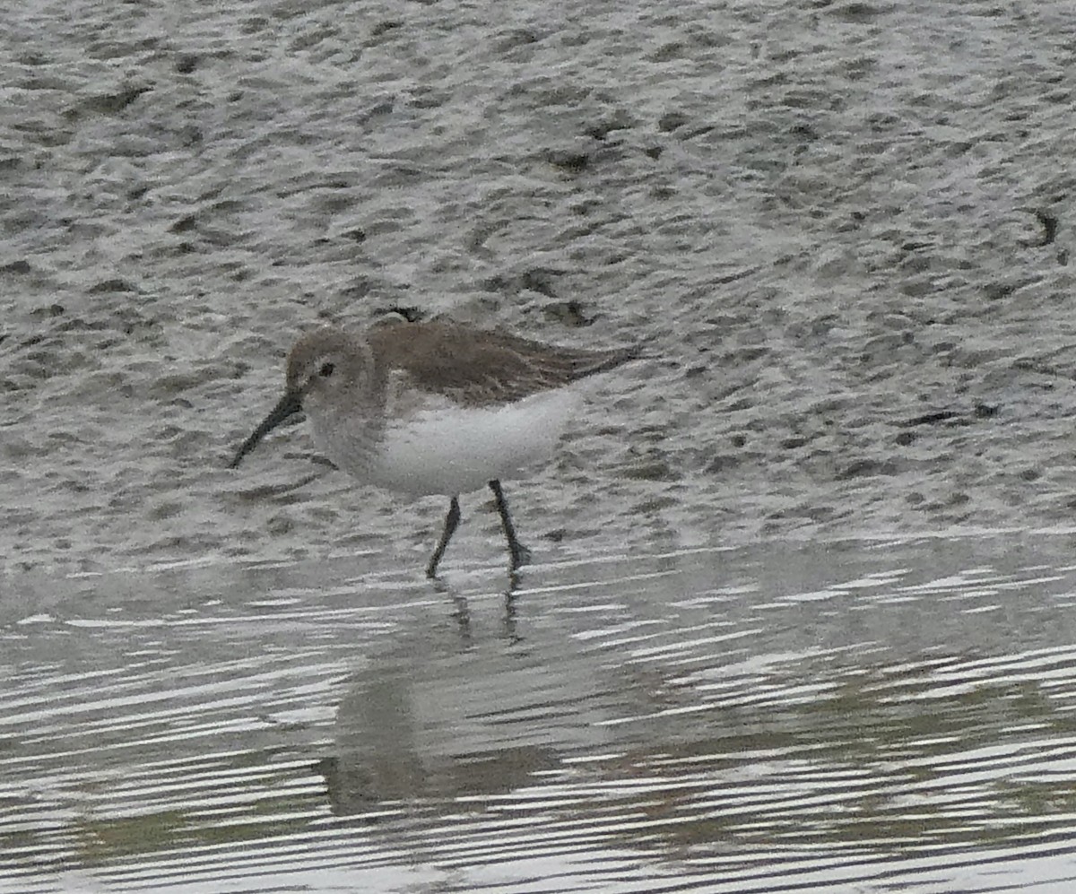 Dunlin - ML645743303