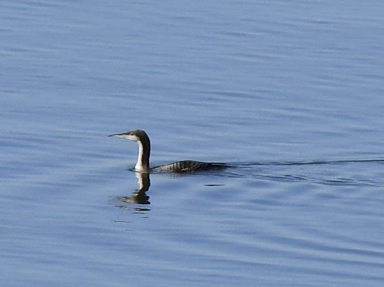 Pacific Loon - ML645743310
