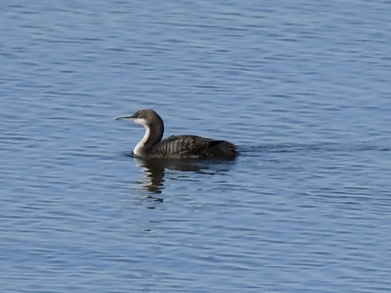 Pacific Loon - ML645743311