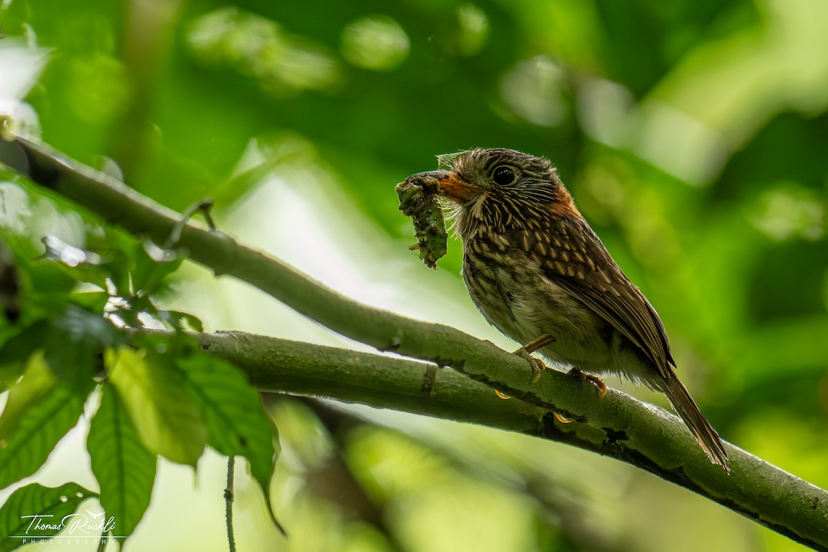 Semicollared Puffbird - ML645743312