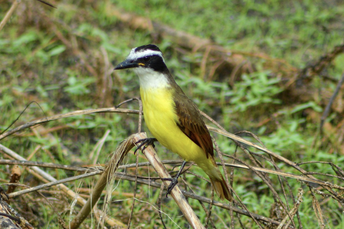 Great Kiskadee - ML645743318