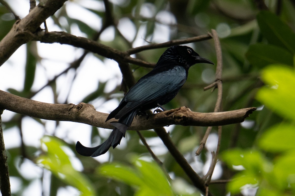 Hair-crested Drongo - ML645743328