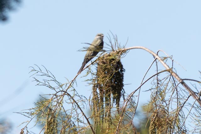 Tropical Kingbird - ML645743329
