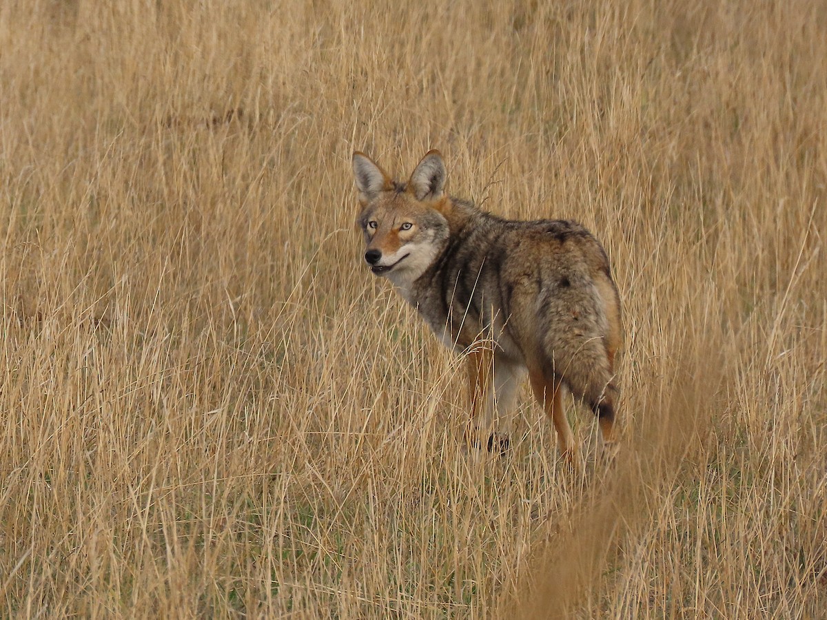 Coyote - ML645743336