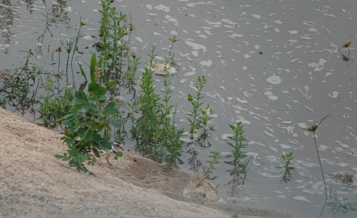 Three-banded Plover (African) - ML645743339