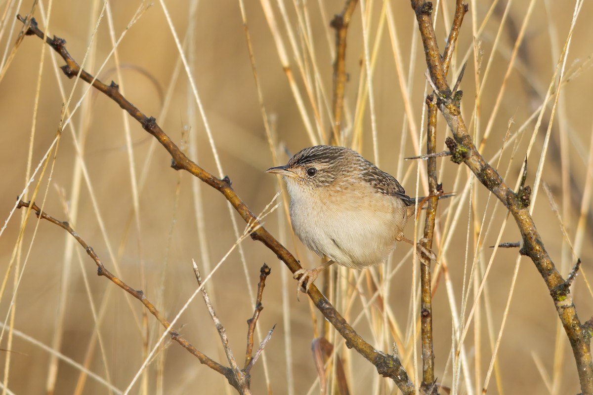 Sedge Wren - ML645743340