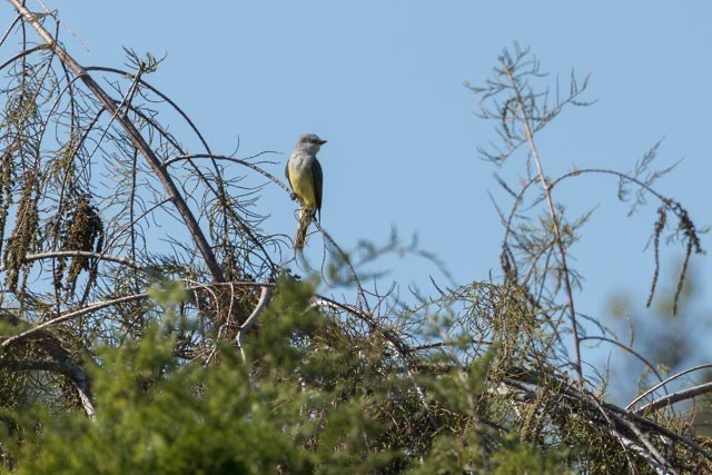 Western Kingbird - ML645743345