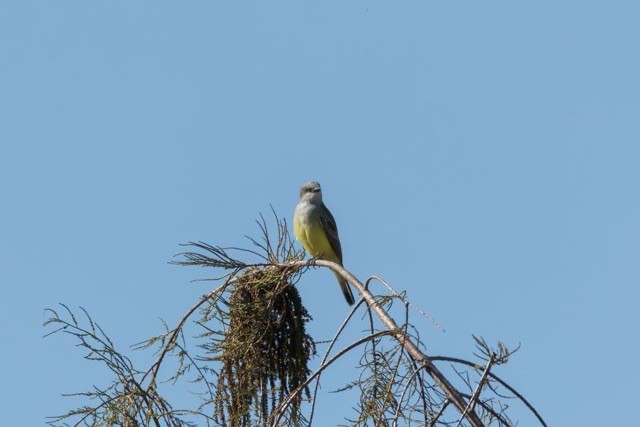 Western Kingbird - ML645743346