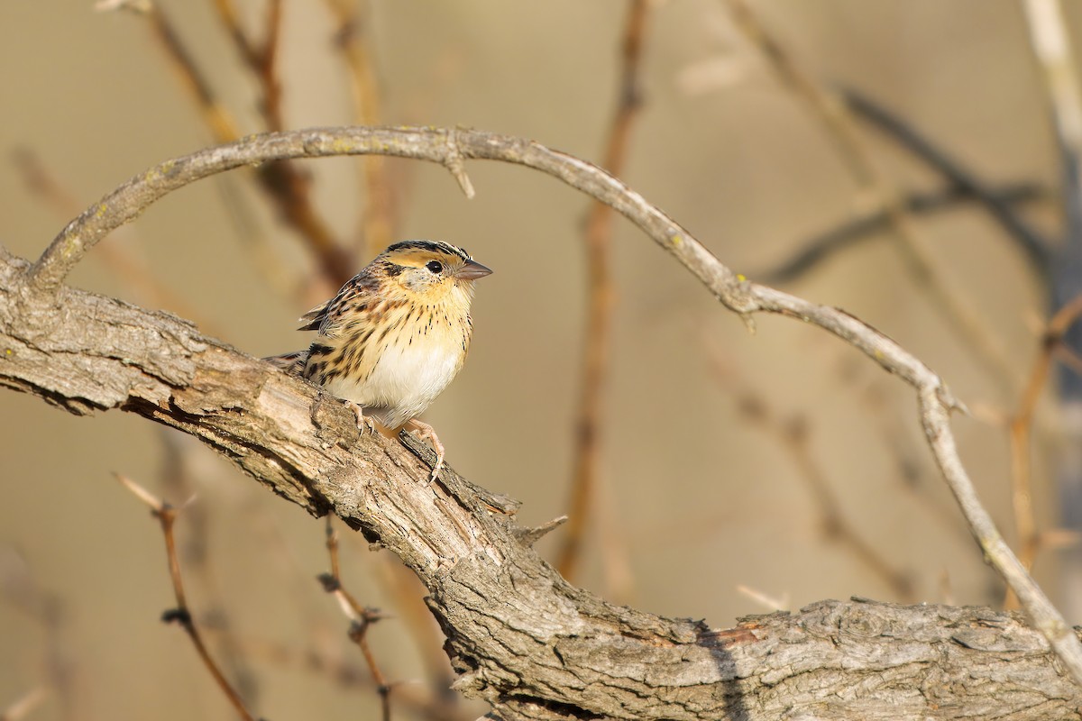 シロスジヒメドリ - ML645743352