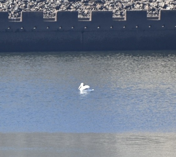 American White Pelican - ML645743354