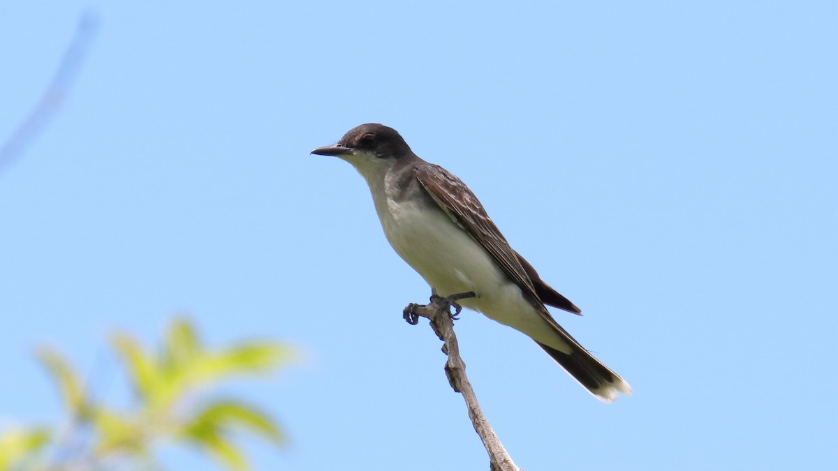 Tyran tritri - ML645743356