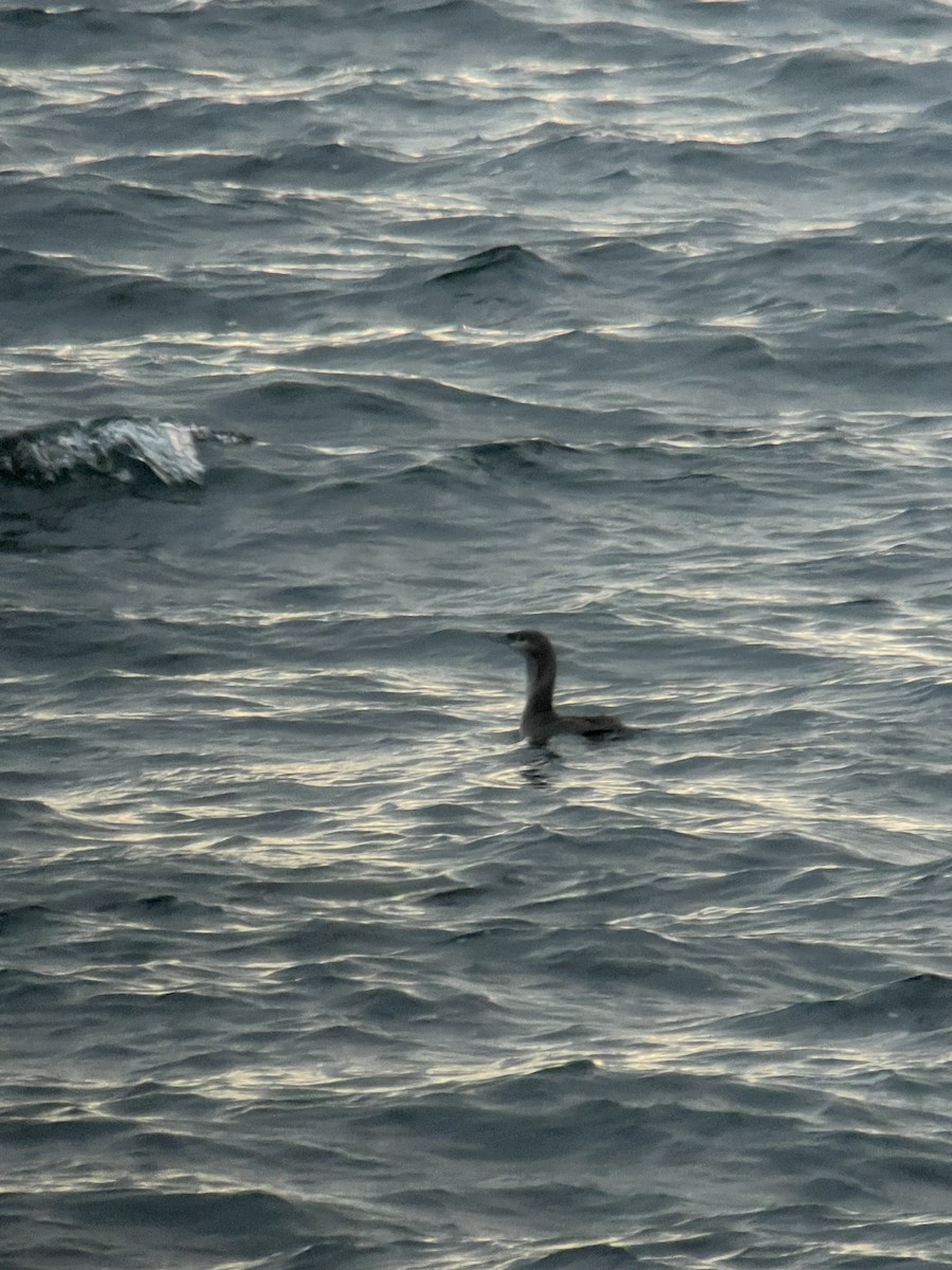 Red-throated Loon - ML645743362