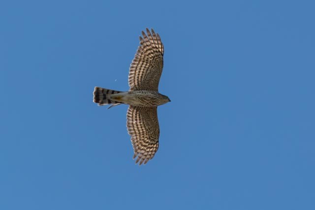 Sharp-shinned Hawk - ML645743381