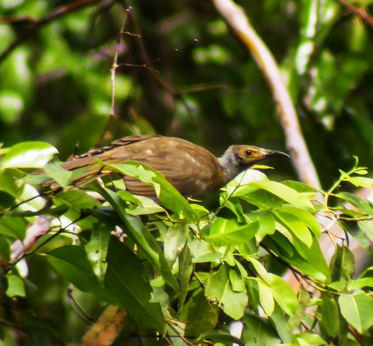 Seram Friarbird - ML645743385