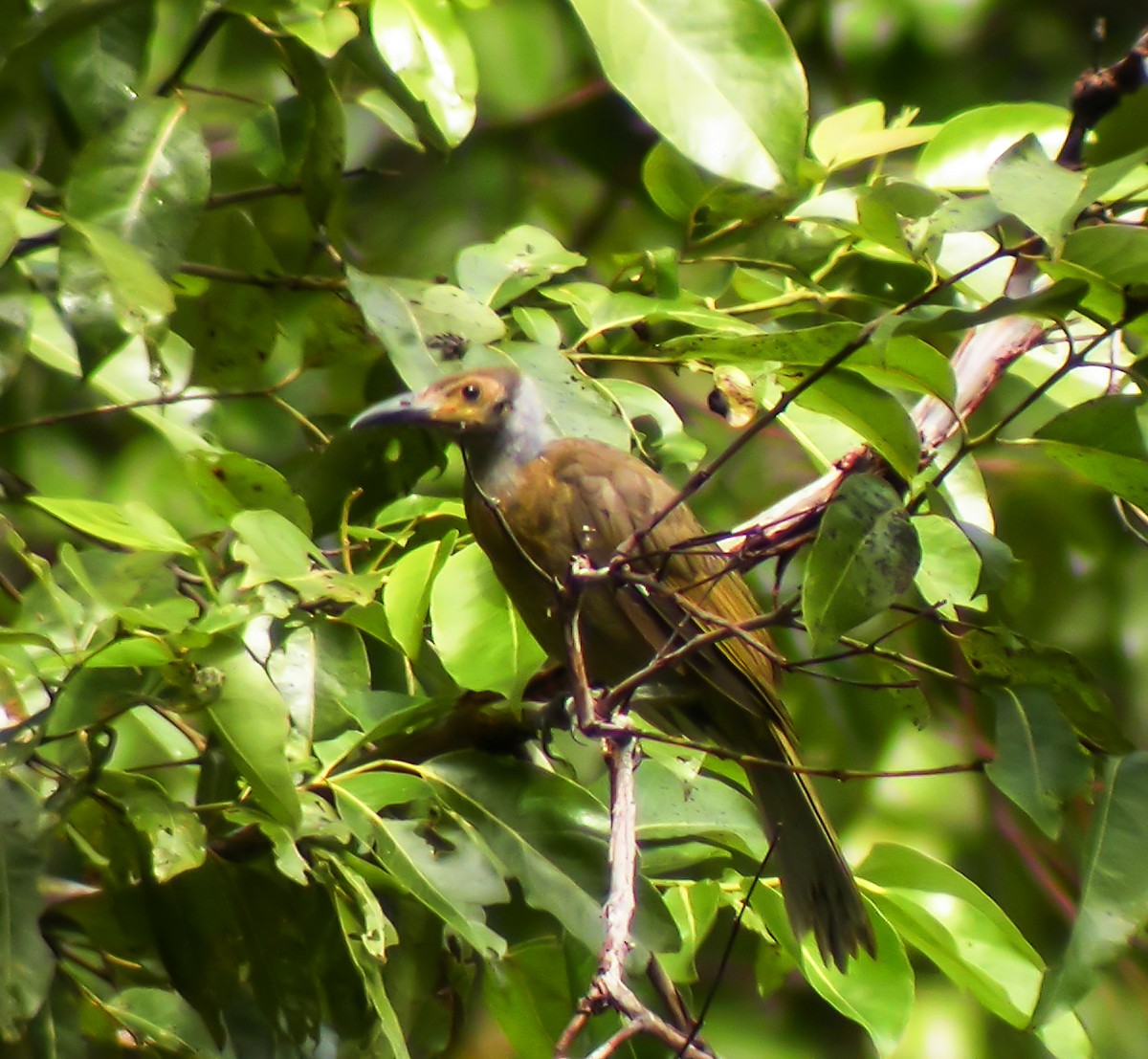 Seram Friarbird - ML645743386