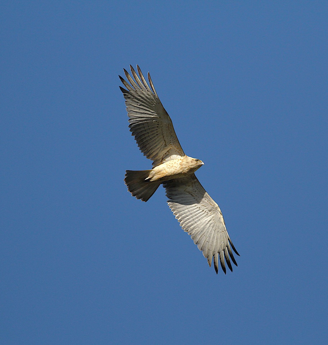 orlík krátkoprstý - ML645743391