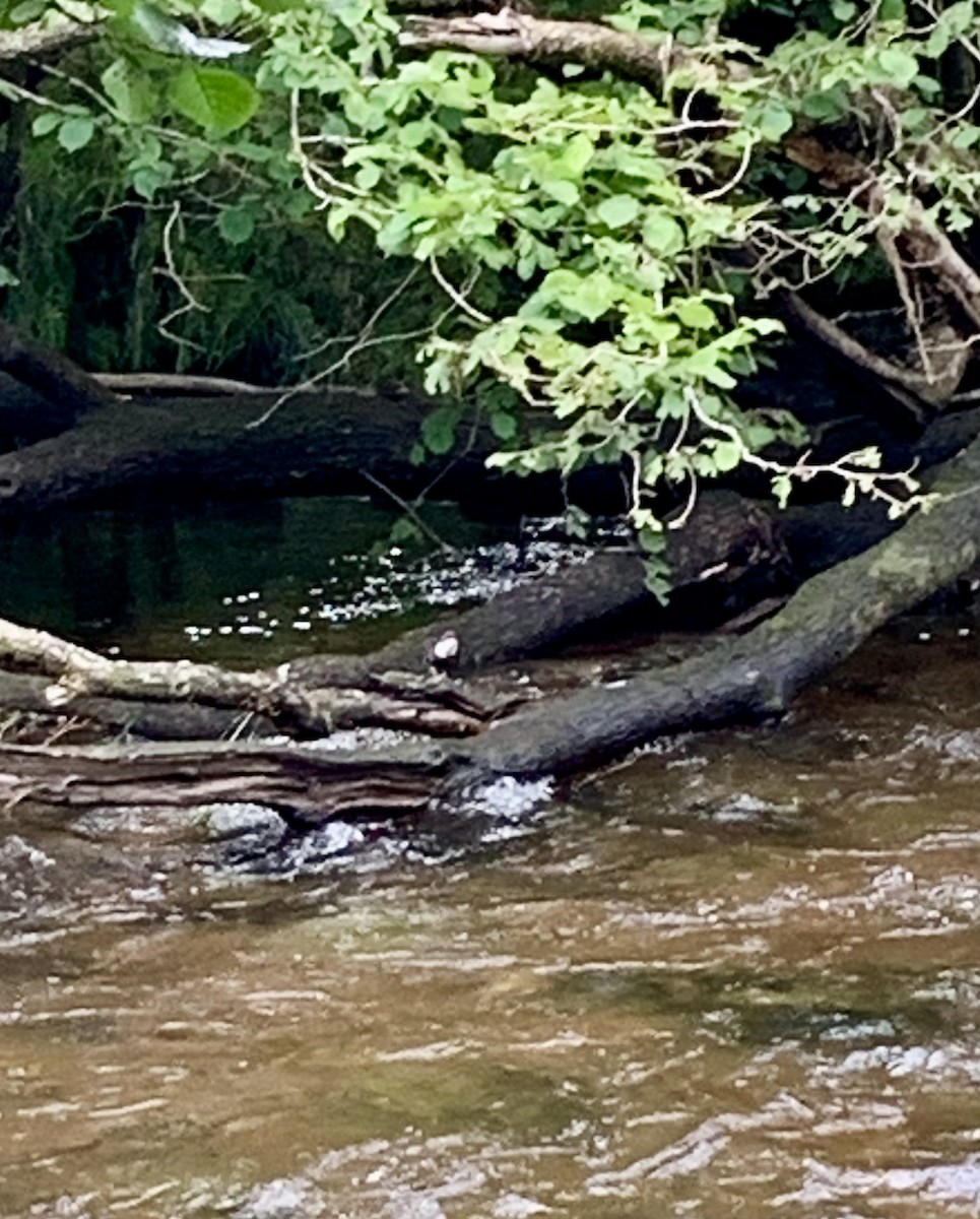 אמודאי הנחלים - ML645743396