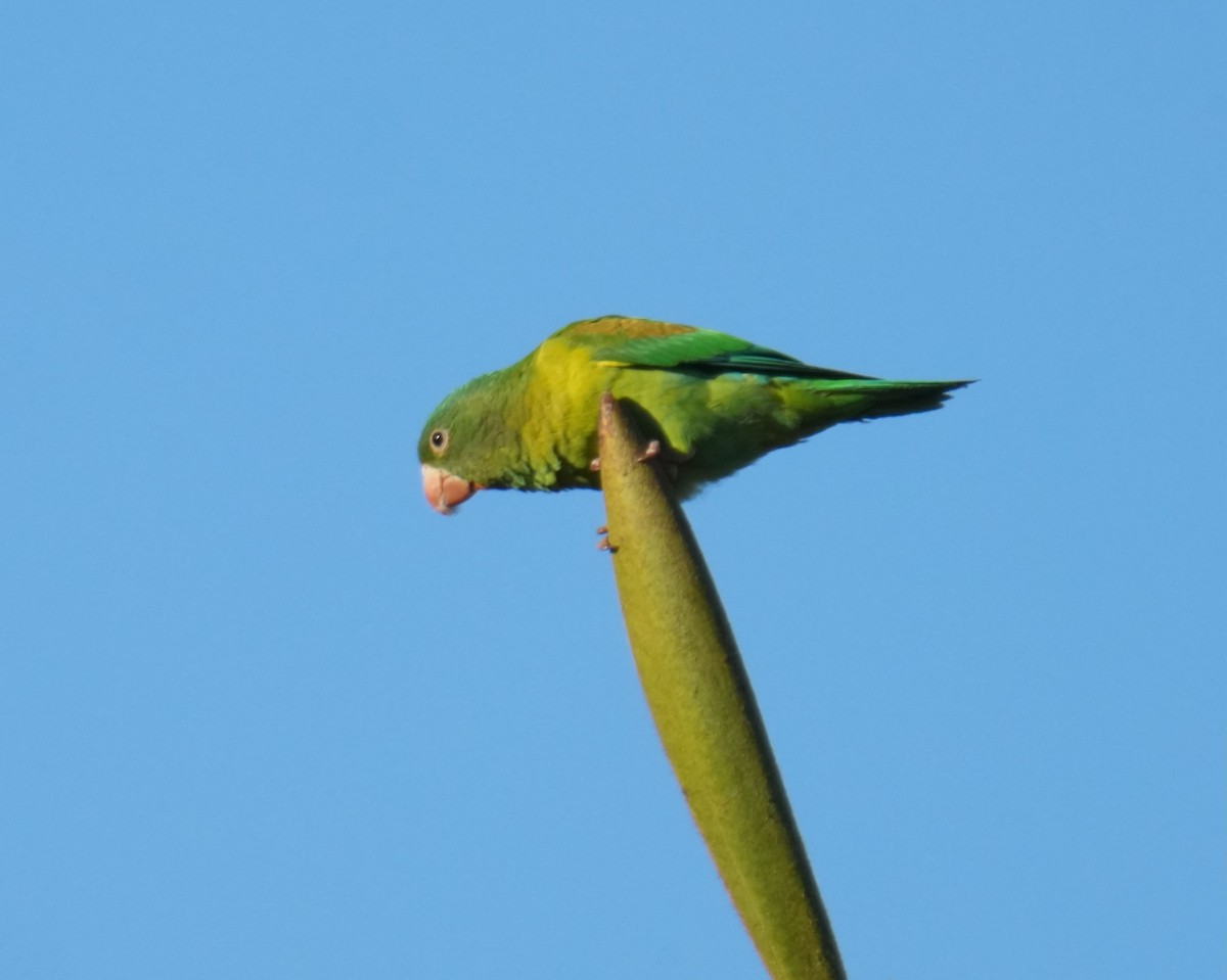 Orange-chinned Parakeet - ML645743407