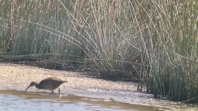 Пастушок узбережний - ML645743445