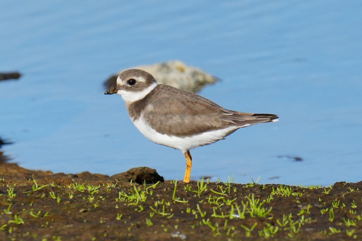 Common Ringed Plover - ML645743449