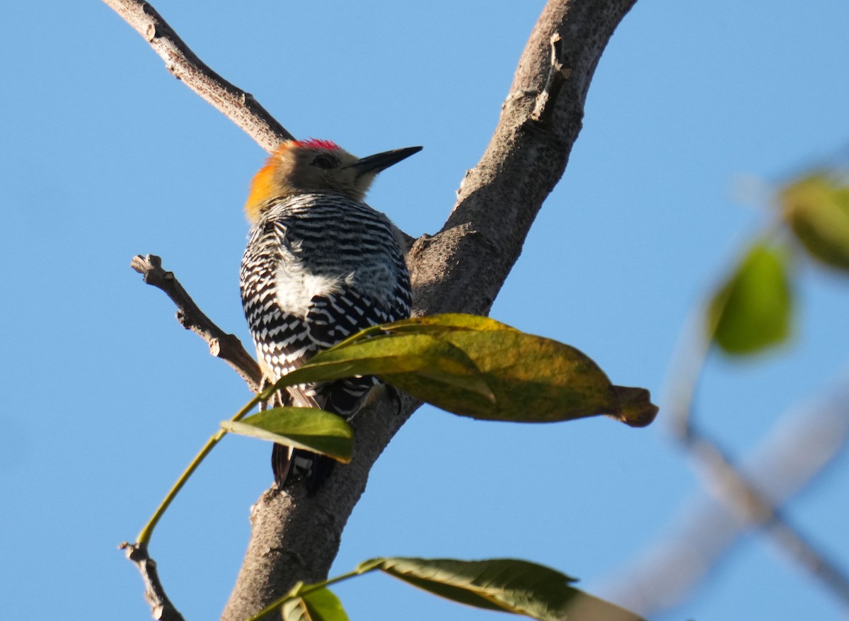 Hoffmann's Woodpecker - ML645743452