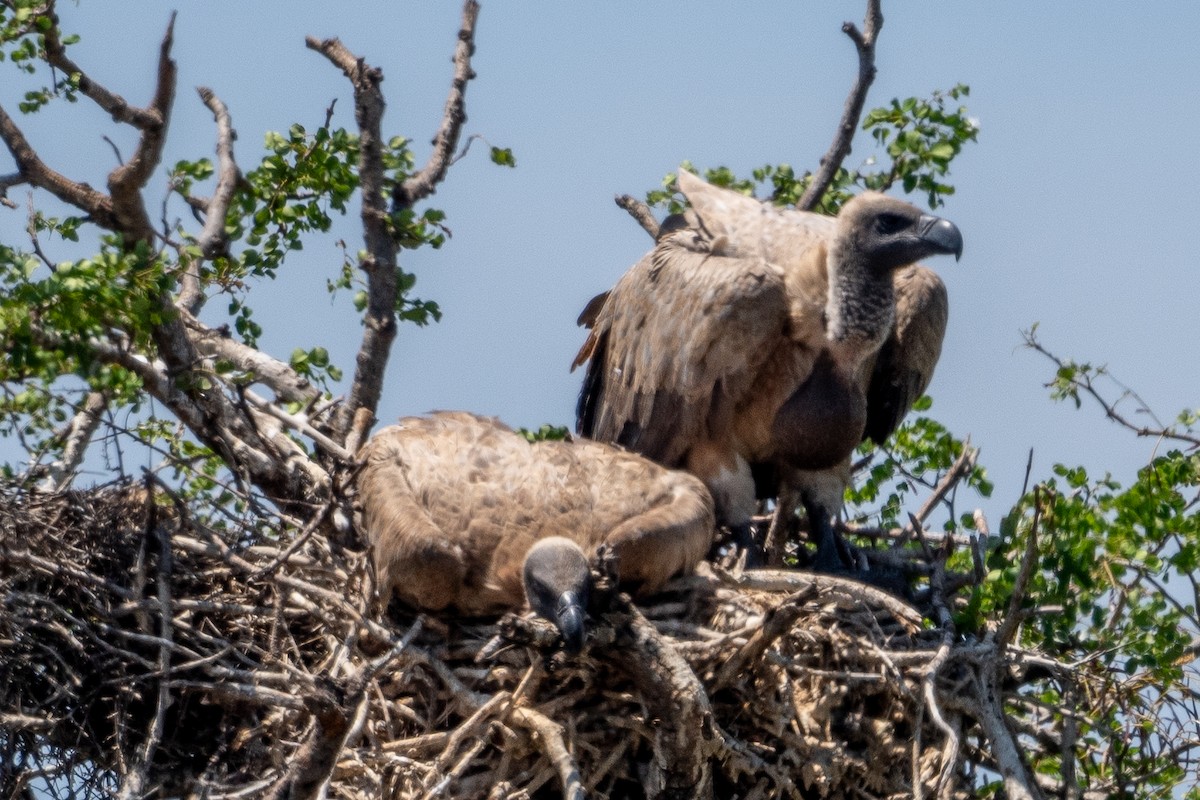 White-backed Vulture - ML645743453
