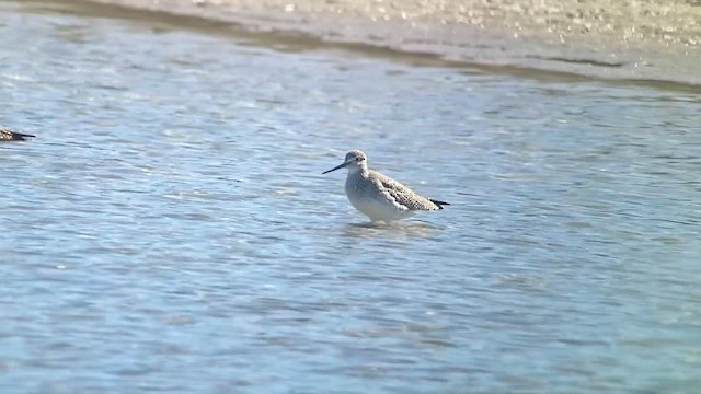 Коловодник строкатий - ML645743454