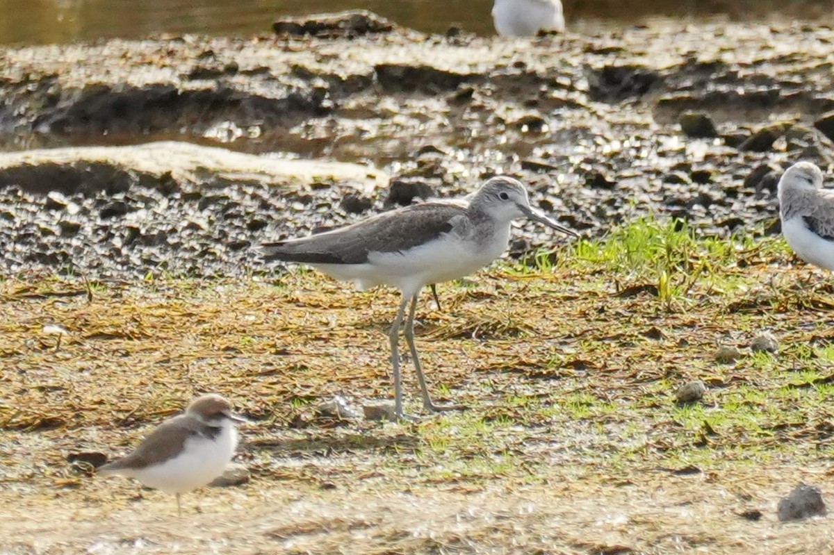 Common Greenshank - ML645743457