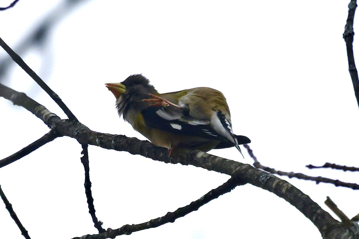 Evening Grosbeak - ML645743461