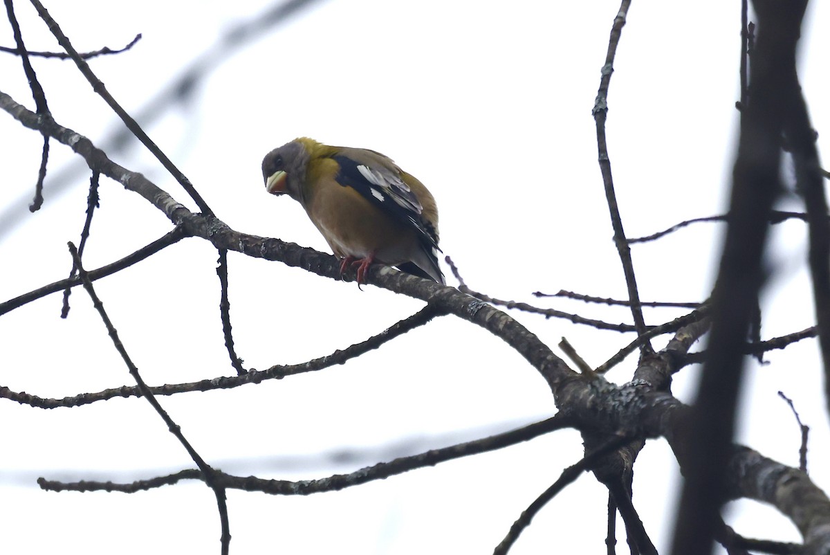 Evening Grosbeak - ML645743462