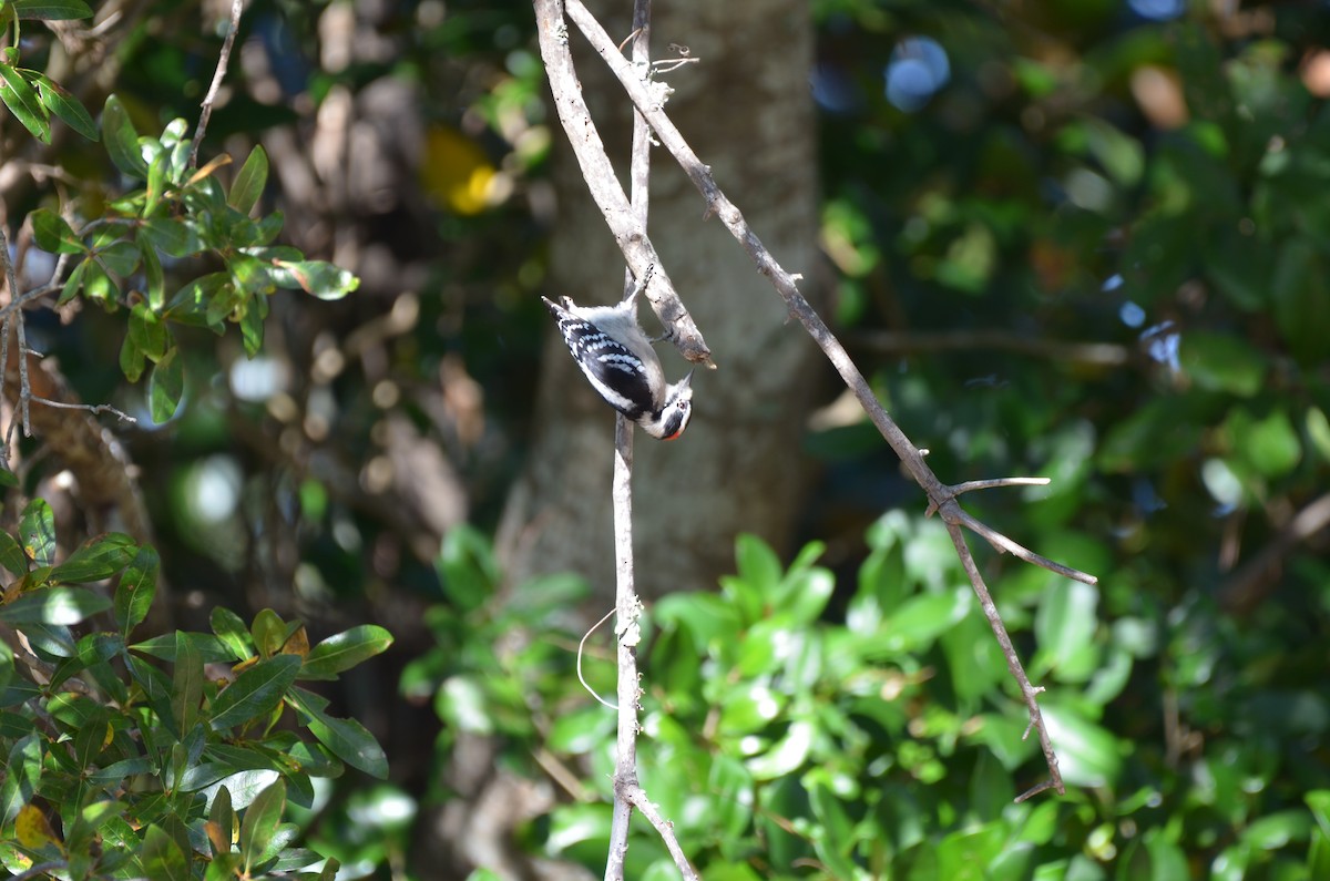 Downy Woodpecker - ML645743474