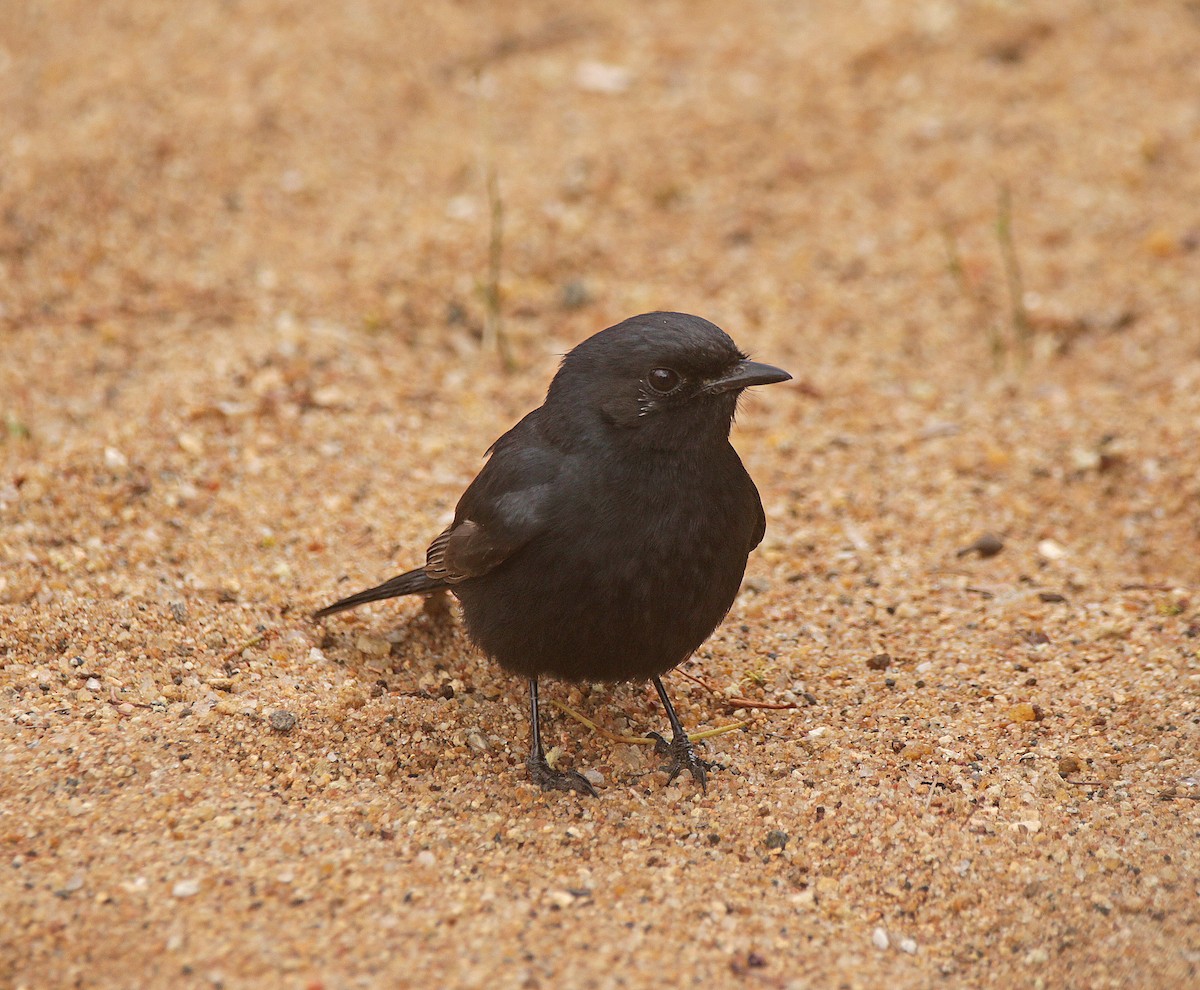 Southern Black-Flycatcher - ML645743480