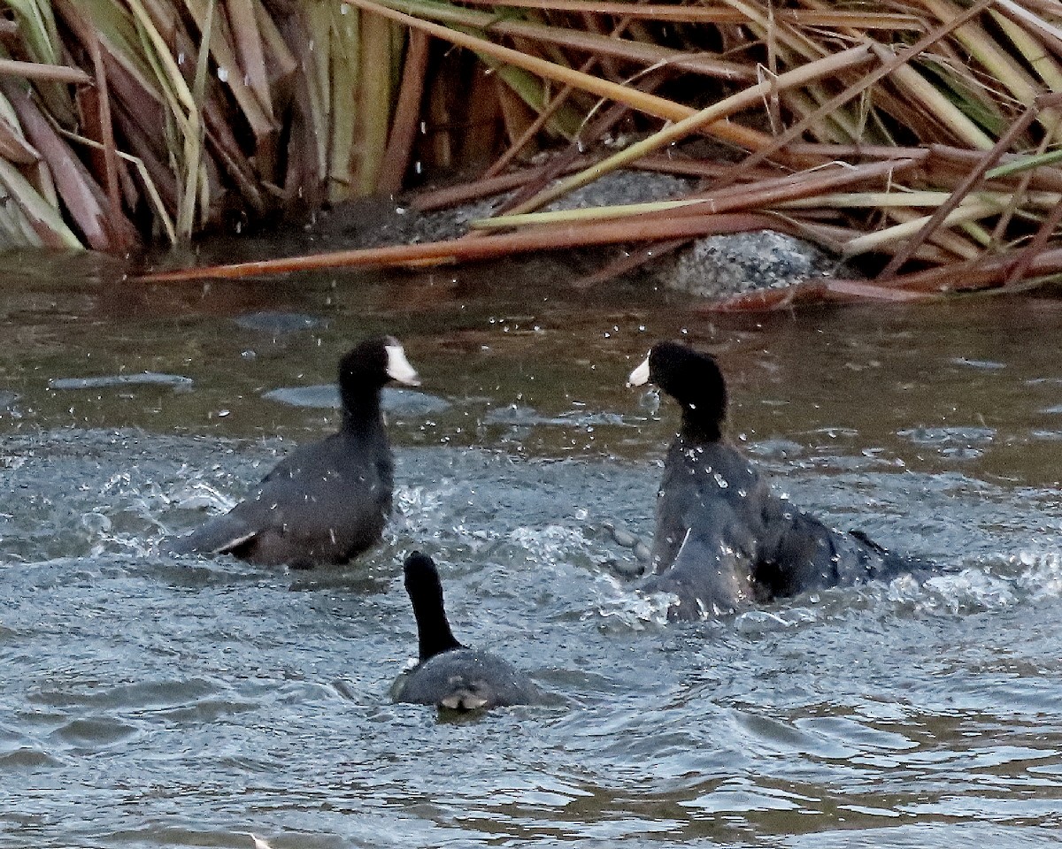 American Coot - ML645743492