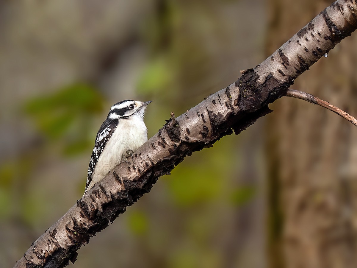 Downy Woodpecker - ML645743494