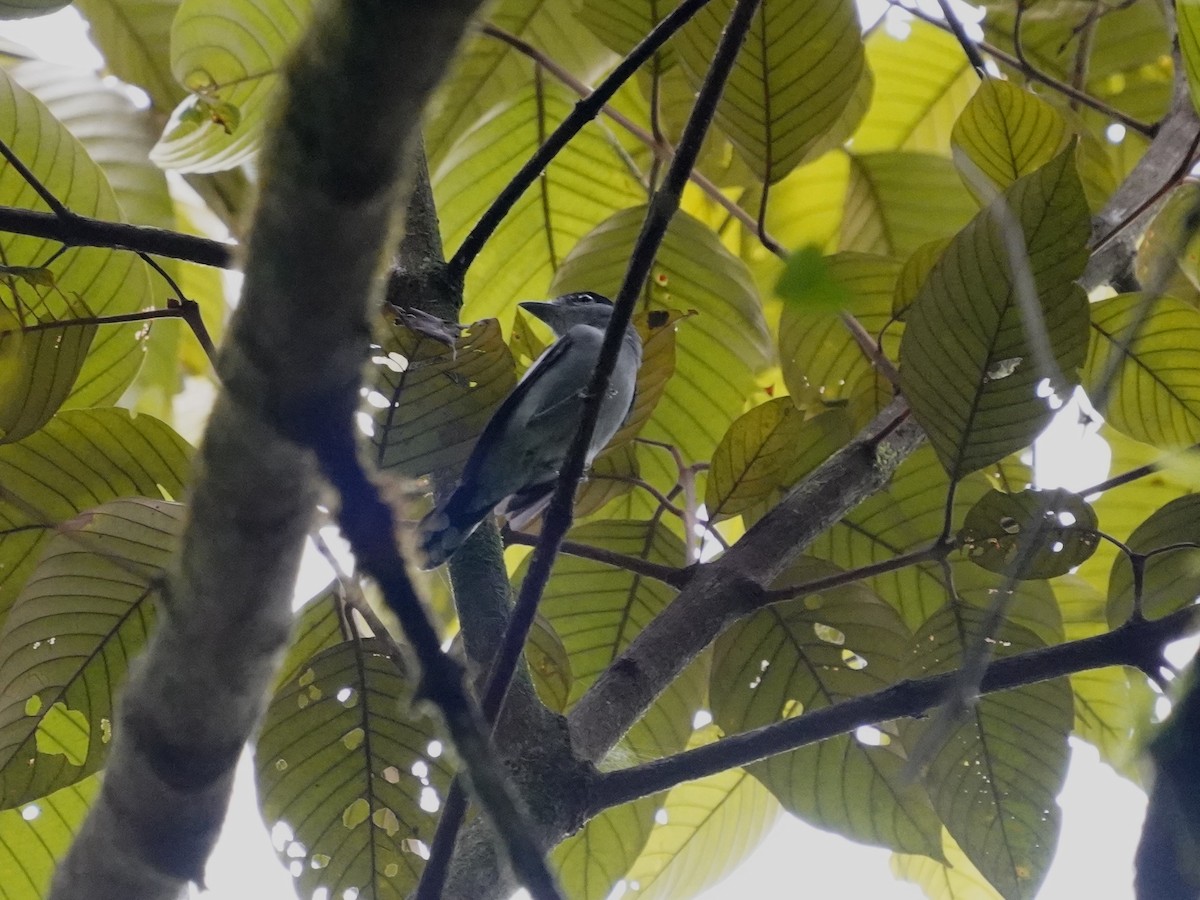 Black-capped Becard - ML645743497