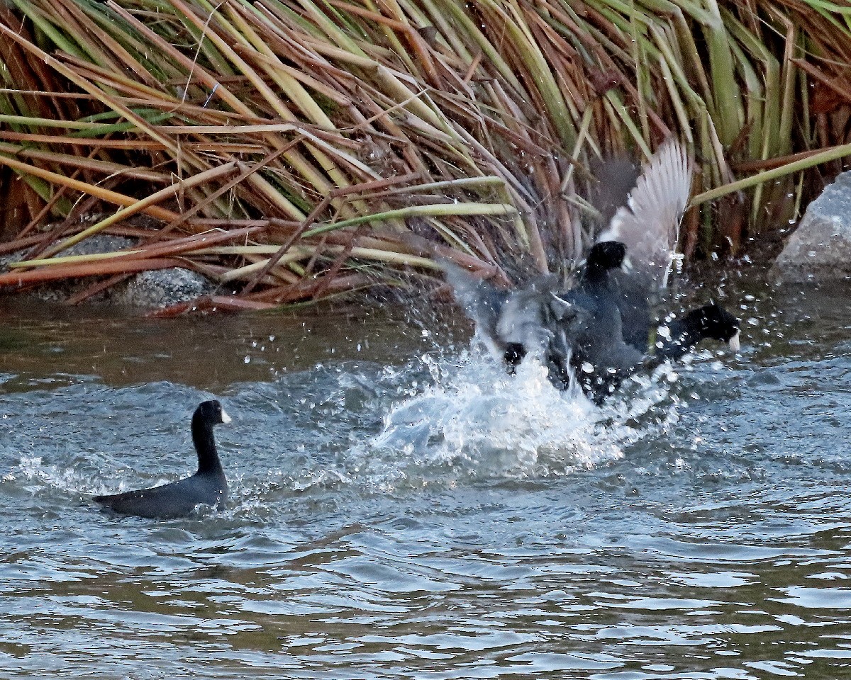American Coot - ML645743507