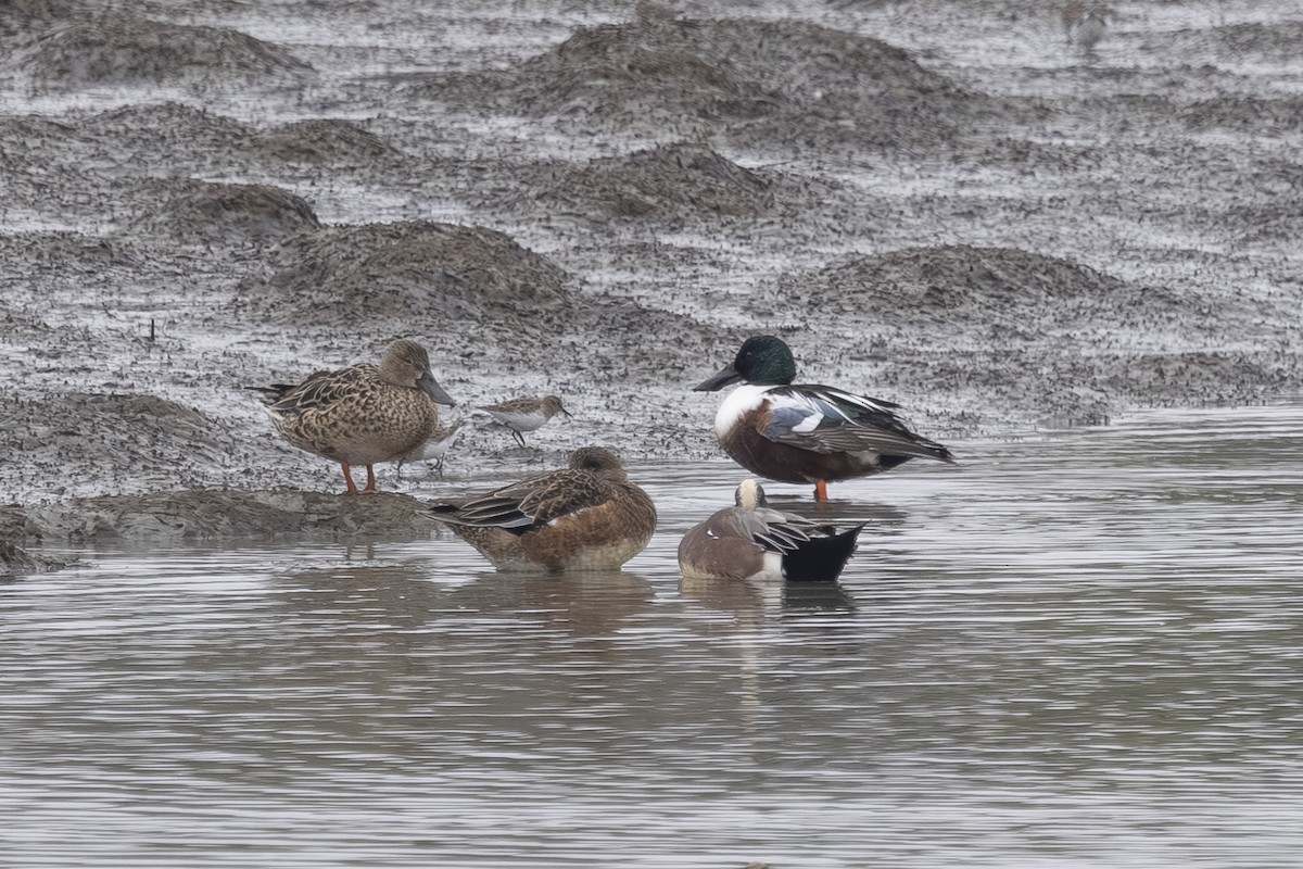 Northern Shoveler - ML645743508