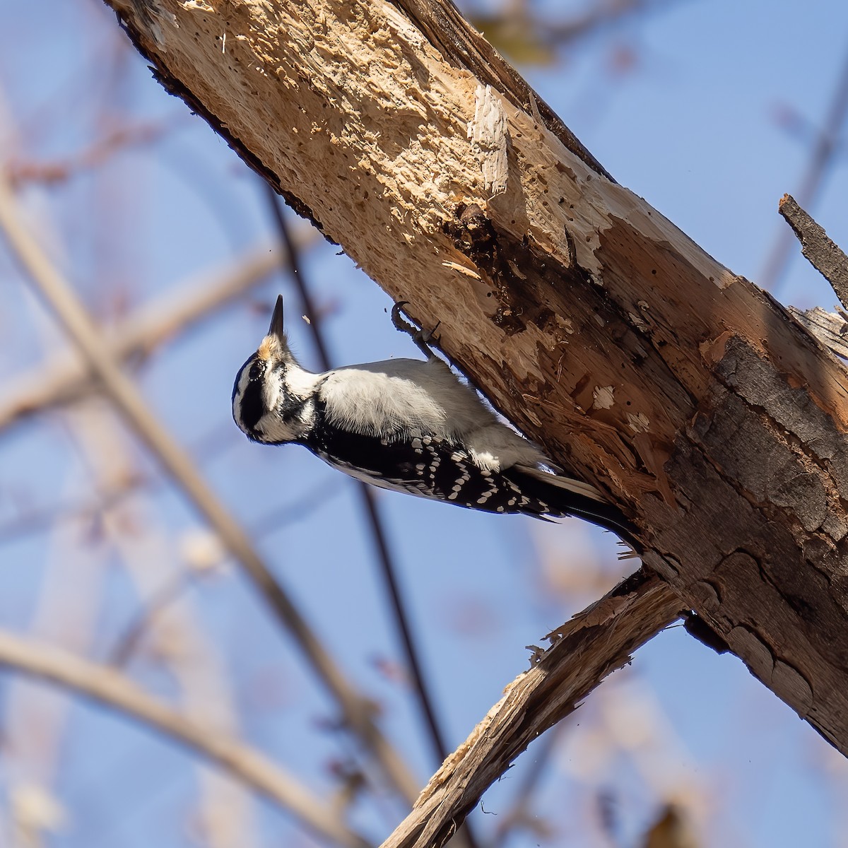 Hairy Woodpecker - ML645743510