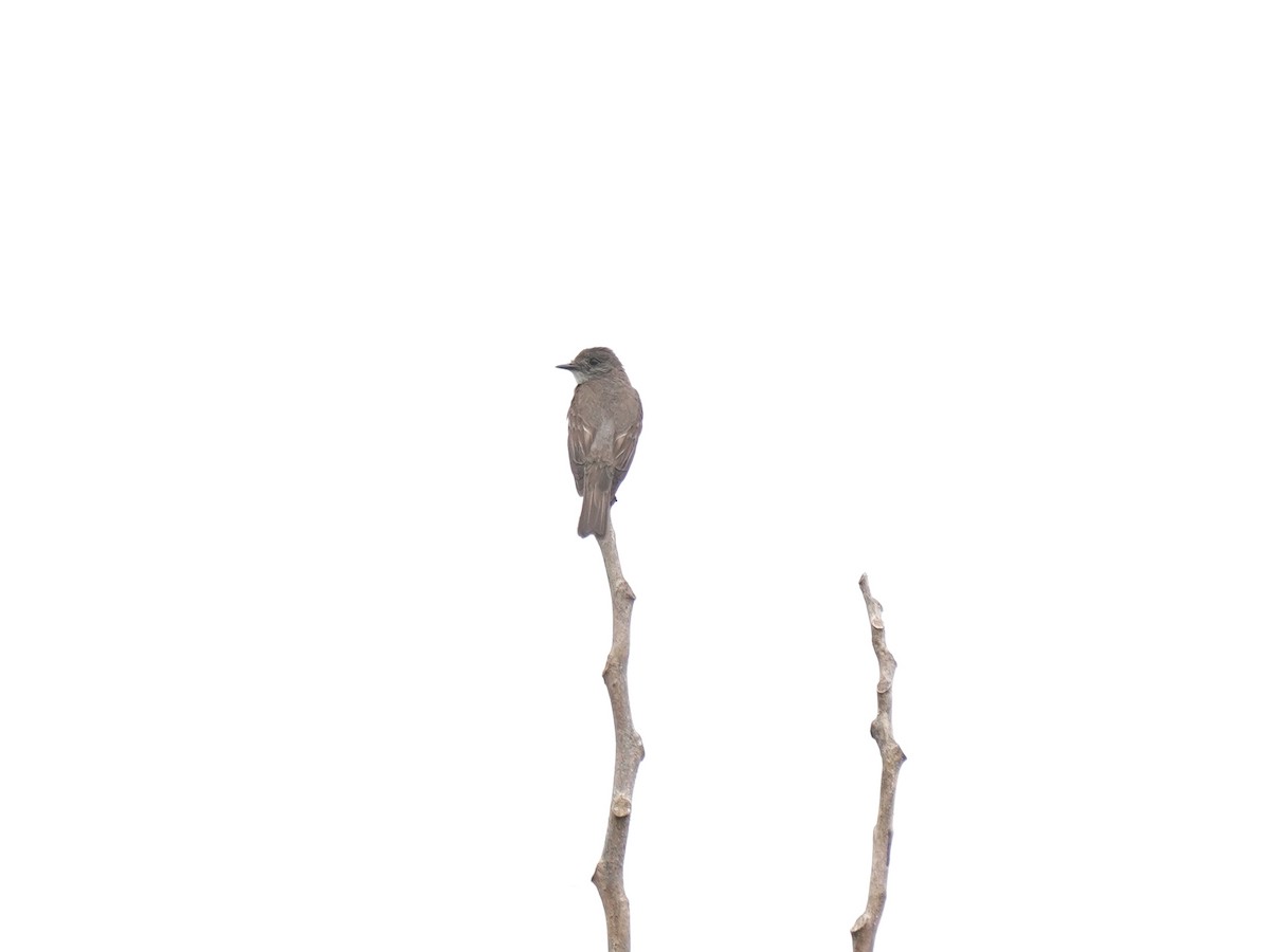 Short-crested Flycatcher - ML645743511