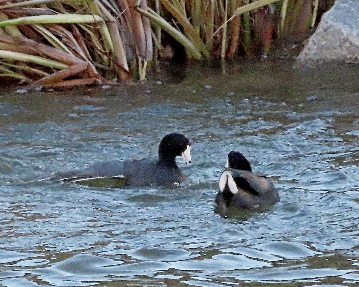 American Coot - ML645743516